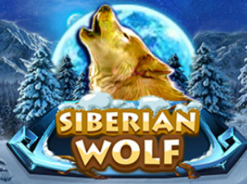 Siberian Wolf